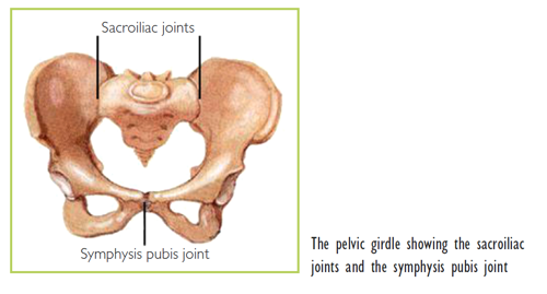 Pelvic Girdle Pain (PGP)